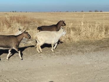 сколько стоит коза дойная купить: Продаю | Коза (самка) | На забой, Для молока — 6