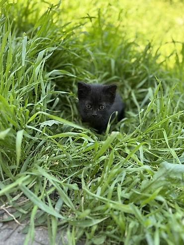 кошка шотландская цена: 3 месяца, Девочка, Черный — 2
