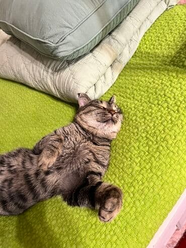 Кемирүүчүлөр: Мышык бекер берилет: Породасыз, 5 жаш, Эркек — 3