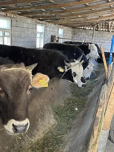 бельгийский бык цена: Продаю | Бык (самец) | На откорм, На забой | Привязанные — 1