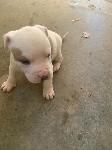 срочна алмашам: Питбуль, 1 месяц, Самец — 4