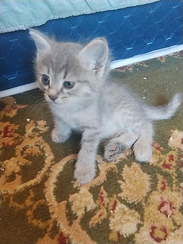 котята каракол: Котята домашние, игривые и общительные. Описание: - Окрас: серый — 1