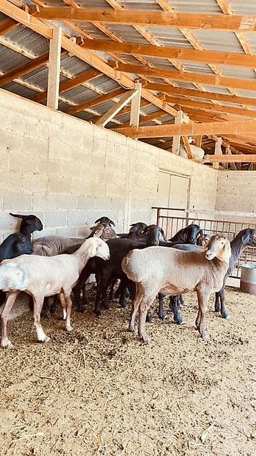 собачку купить: Продаю | Овца (самка) | Для разведения | Племенные — 3