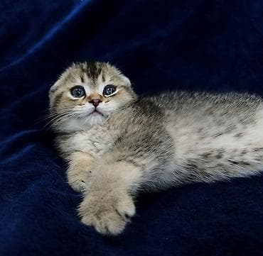 кот шотландская шиншилла: Скотиш Фолд (Шотландская вислоухая), 2 месяца, Мальчик — 6
