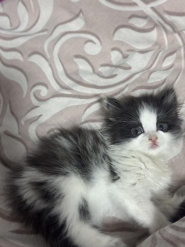 племенные коровы: Хочу отдать котёнка в надёжные руки котёнку около полтора месяца — 2