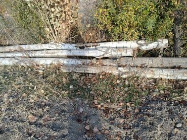 ХДФ: Тополь (Терек) - Порода: тополь(с характерной белой корой). - — 1