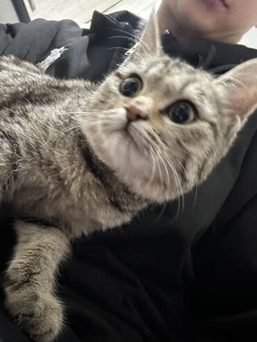 купить лысого кота: Кошка даром: Беспородная, 4 месяца, Девочка, Приучена к лотку — 2