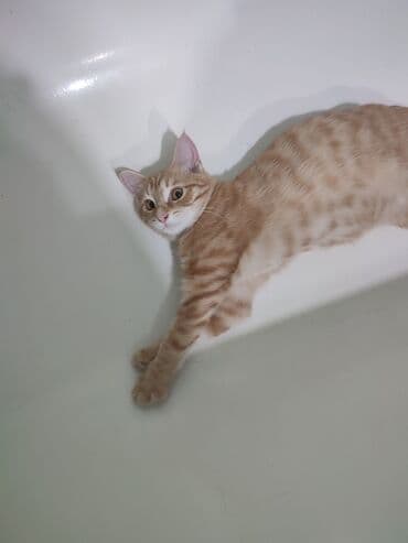 вязка кошек ош: Кошка даром: Беспородная, 5 месяцев, Мальчик — 7