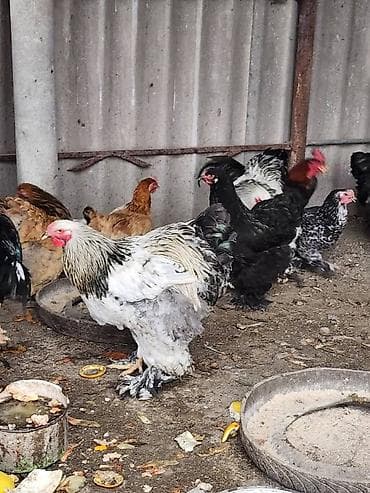 сибирская кошка черно белая: Продаю | Куры | Брама | Для разведения — 2