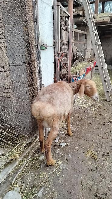 дорпер кой: Продаю | Овца (самка) | Для разведения | Матка — 4