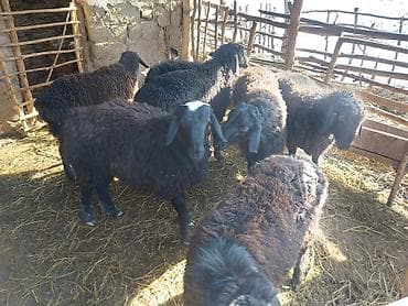 Продаю | Овца (самка) | Для разведения | Матка at lalafo.kg Продаю | Овца (самка) | Для разведения | Матка