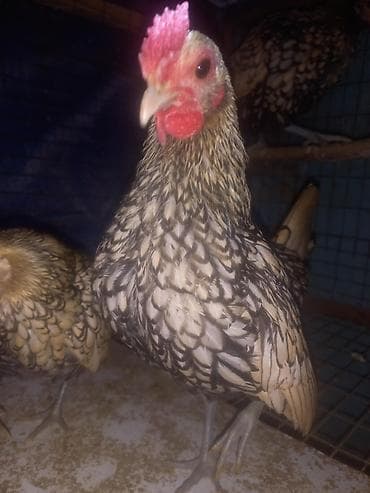 Ветеринар кызматы: Сатам | Тооктор | Көбөйтүү үчүн — 3