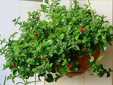 растения аквариумные: Аптения сердцелистная! суккулент, неприхотливый и ползучий продаю — 3