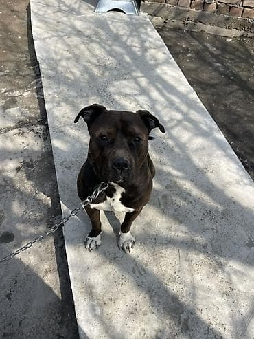 собаки ош: Кубинец албанец 2 года ТОЛЬКО ВЯЗКА!! - Окрас — 4