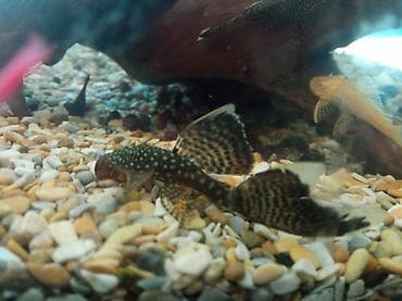 купить малька африканского сома: Продаю сома анцитруса 5 месяцев. вуаль чёрный-200с. Обычный — 3