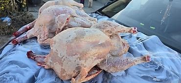 собаки на мясо: Домашняя утка — тушка - Выращено на подворье: птица на свободном — 2