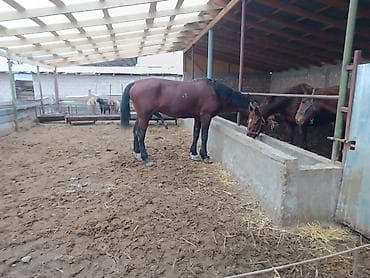 арабский скакун: Продаю | Жеребец | Рабочий | Племенные — 8