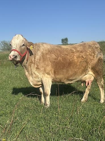 баран живой: Продаю | Корова (самка) | Для молока | После отела — 1