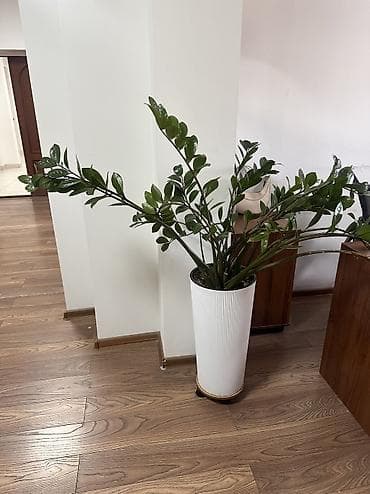 Замиокулькас, с горшком примерно полтора метра