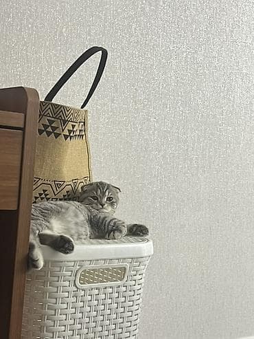 шотланские кошки: Скотиш Фолд (Шотландская вислоухая), 2 года, Мальчик, Приучена к лотку — 5
