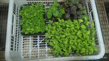 превосходный сорт яблок: Продается вкусная красивая и очень полезная микрозелень в большом — 16