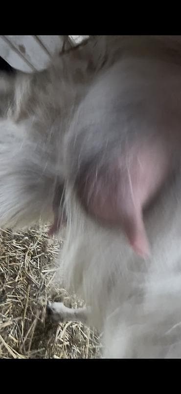 молоко осла: Продаю | Коза (самка) | Для молока — 5