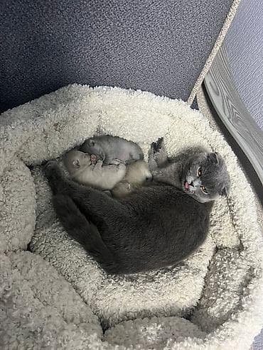 шпиц собака купить: Британские короткошёрстные котята - Порода: британская — 1