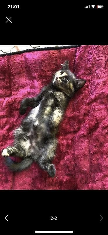 Отдаю котят в один дом! В хорошие руки, на тех кто будет отправлять at lalafo.kg Отдаю котят в один дом! В хорошие руки, на тех кто будет отправлять