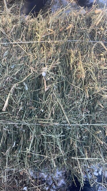 чөп: Таза Тоо чоп 320 сом доставкасы менен Сено в тюках (прямоугольные — 3