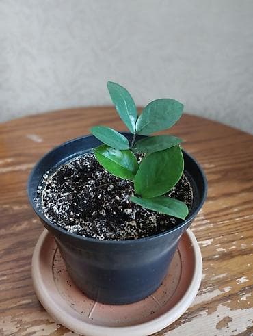 Дом и сад: Долларовое дерево/ Замиокулькас (Zamioculcas zamiifolia), молодой — 1