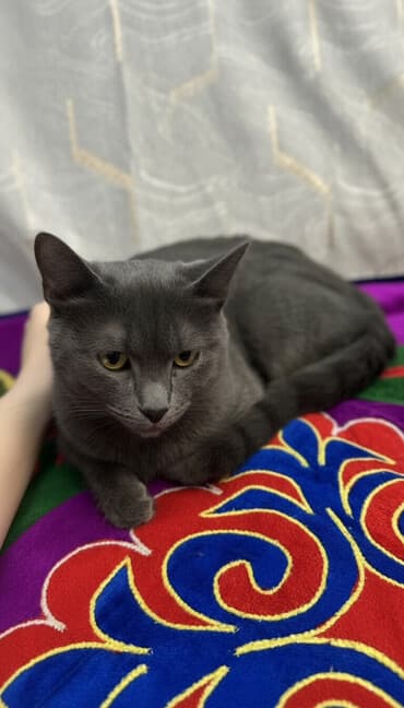 сколько стоят вислоухие коты: Кошка даром: Британская короткошёрстная, 7 месяцев, Мальчик, Приучена к лотку, Проглистована — 1