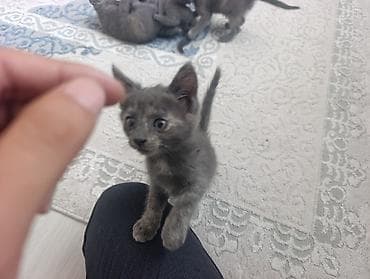 scottish fold: Котята серого окраса (Русская голубая) - Помёт из нескольких котят — 6