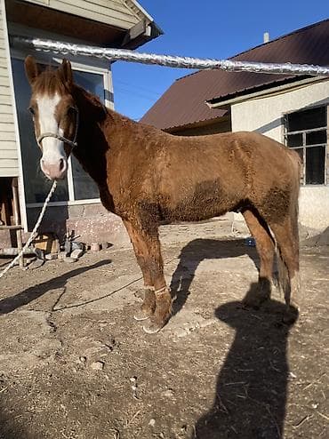 Собаки: Продаю | Конь (самец) | Полукровка | Рабочий — 9