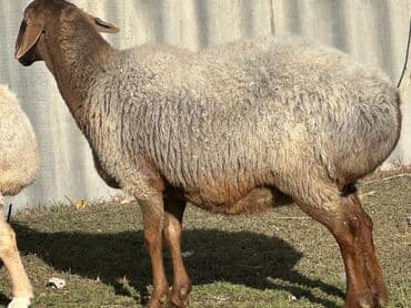 Үй жаныбарлары үчүн товарлар: Сатам | Ургаачы кой (ургаачы), Козу, Кочкор (эркек) — 9