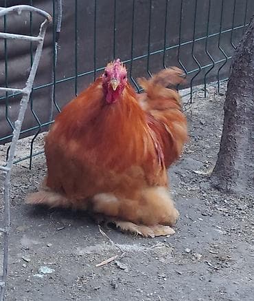 британская голубая кошка: Продаю | Петух | Брама, Кохинхин | Для разведения — 4