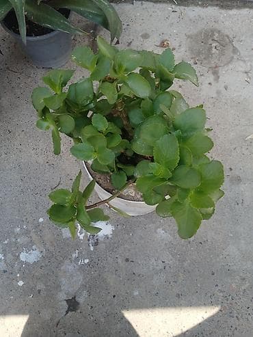 каланхоя: 3 горшка за 500сом кислица идекабрист в одном горшке, традесканция рео — 5