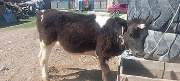 кажи сай: Продаю | Музоо, торпок — 2