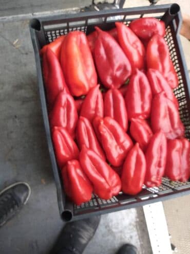 Фрукты: Перец Сладкий, Оптом — 2