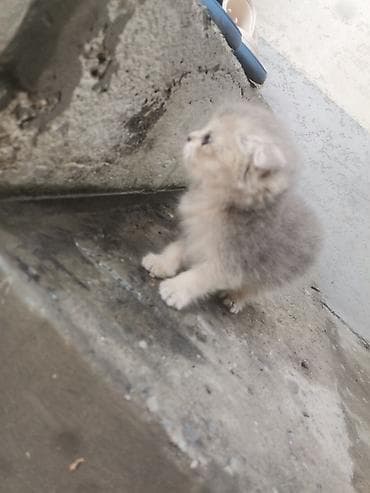 котята шотландцы: Скотиш Фолд (Шотландская вислоухая), 2 месяца, Девочка, Серый, Приучена к лотку — 5