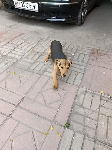 Отдам даром собаку: Собака даром: Ягдтерьер, 4 месяца, Самец — 3