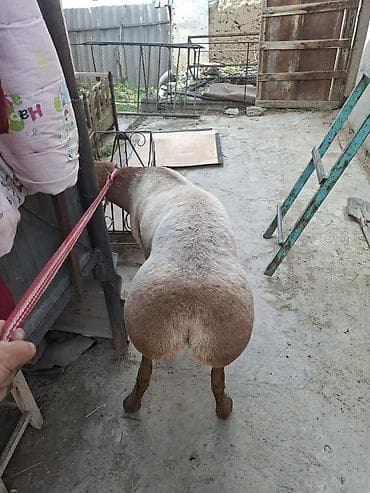 бараны срочно: Продаю | Баран (самец) | Для разведения — 1