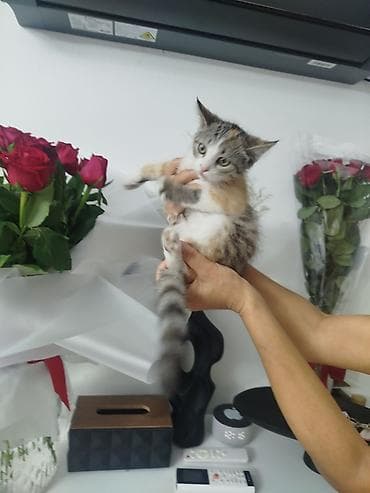 Отдам даром кошку: Кошка даром: Экзотическая, 2 месяца, Девочка, Приучена к лотку — 1