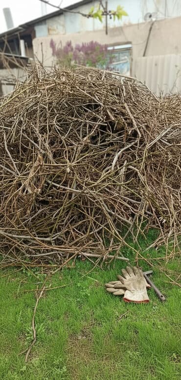 отдам в добрые руки бишкек: Отдам даром обрезки от дерева ветки Орешина. Пойдут на растопку — 1