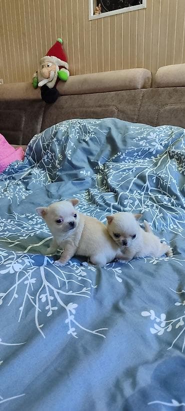 Ит кууту: Продаются щенки чихуа-хуа, всё вопросы по телефону — 1