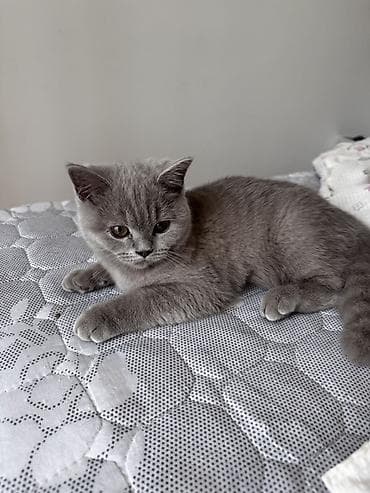 британская лиловая кошка: Скотиш Фолд (Шотландская вислоухая), 4 месяца, Девочка, Голубой, Приучена к лотку — 2