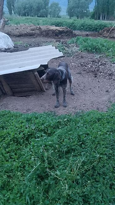 Дратхаар, 3 года, Самка, С прививкой