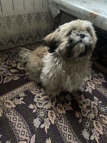 случка животных бесплатно: 7 месяцев, Самец, С прививкой — 5