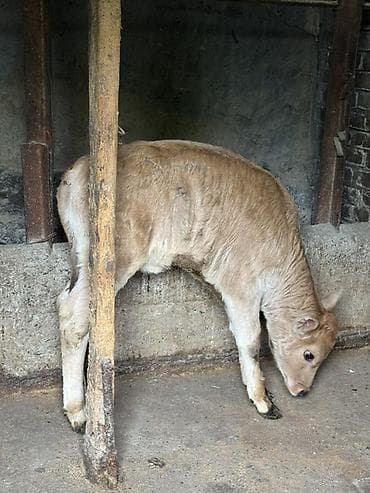 авган кочкорлор: Сатам | Уй (ургаачы), Бука (эркек), Кунаажын | Аргын, Ангус, Герефорд | Бордоп семиртүү үчүн, Союуга, Көбөйтүү үчүн — 3