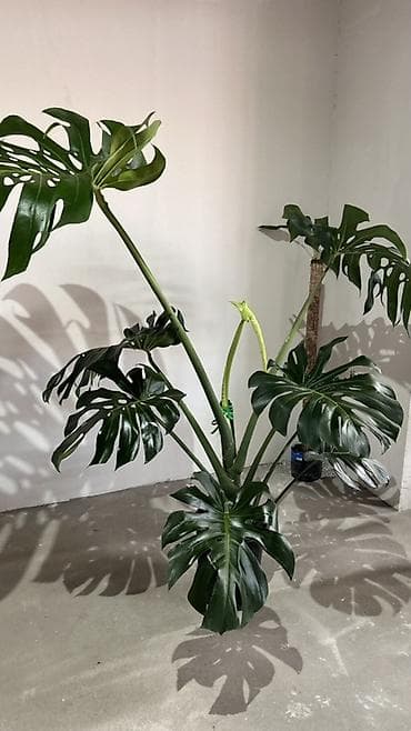 Комнатные растения: Монстера делициоза (Monstera deliciosa), крупное взрослое комнатное — 3