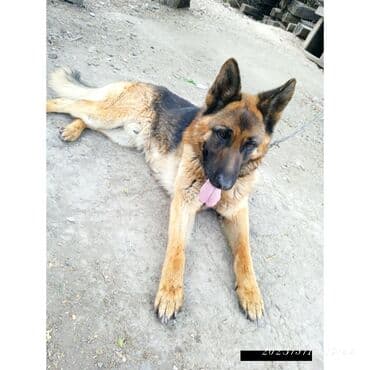 кабели синхронизации value: Немецкая овчарка, 3 года, Самец, С родословной — 1